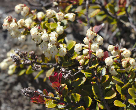 Imagem de Gaultheria colensoi Hook. fil.