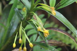 Imagem de Maxillaria alticola C. Schweinf.