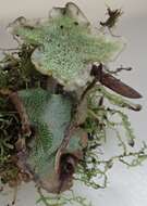 Image of Marchantia foliacea Mitt.