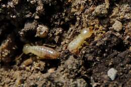 Image of Reticulitermes urbis Bagnères, Uva & Clément 2003