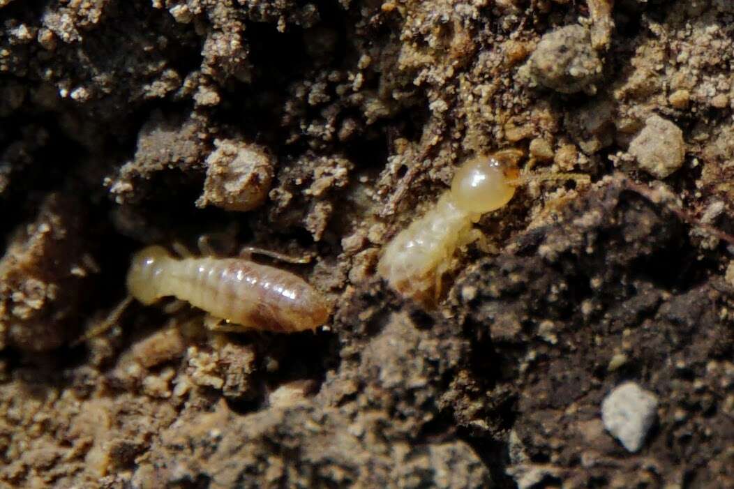 Image of Reticulitermes urbis Bagnères, Uva & Clément 2003