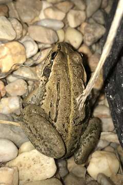 Image of Striped Burrowing Frog