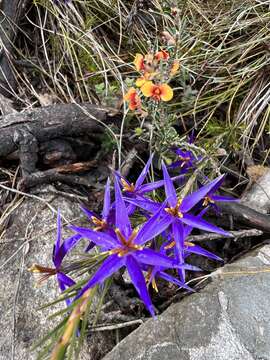 Image of Calectasia intermedia Sond.