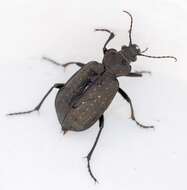 Imagem de Calosoma (Charmosta) investigator (Illiger 1798)