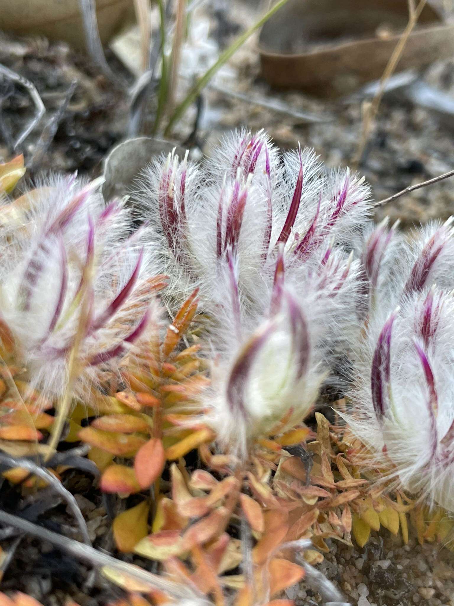 Image of Ptilotus declinatus Nees