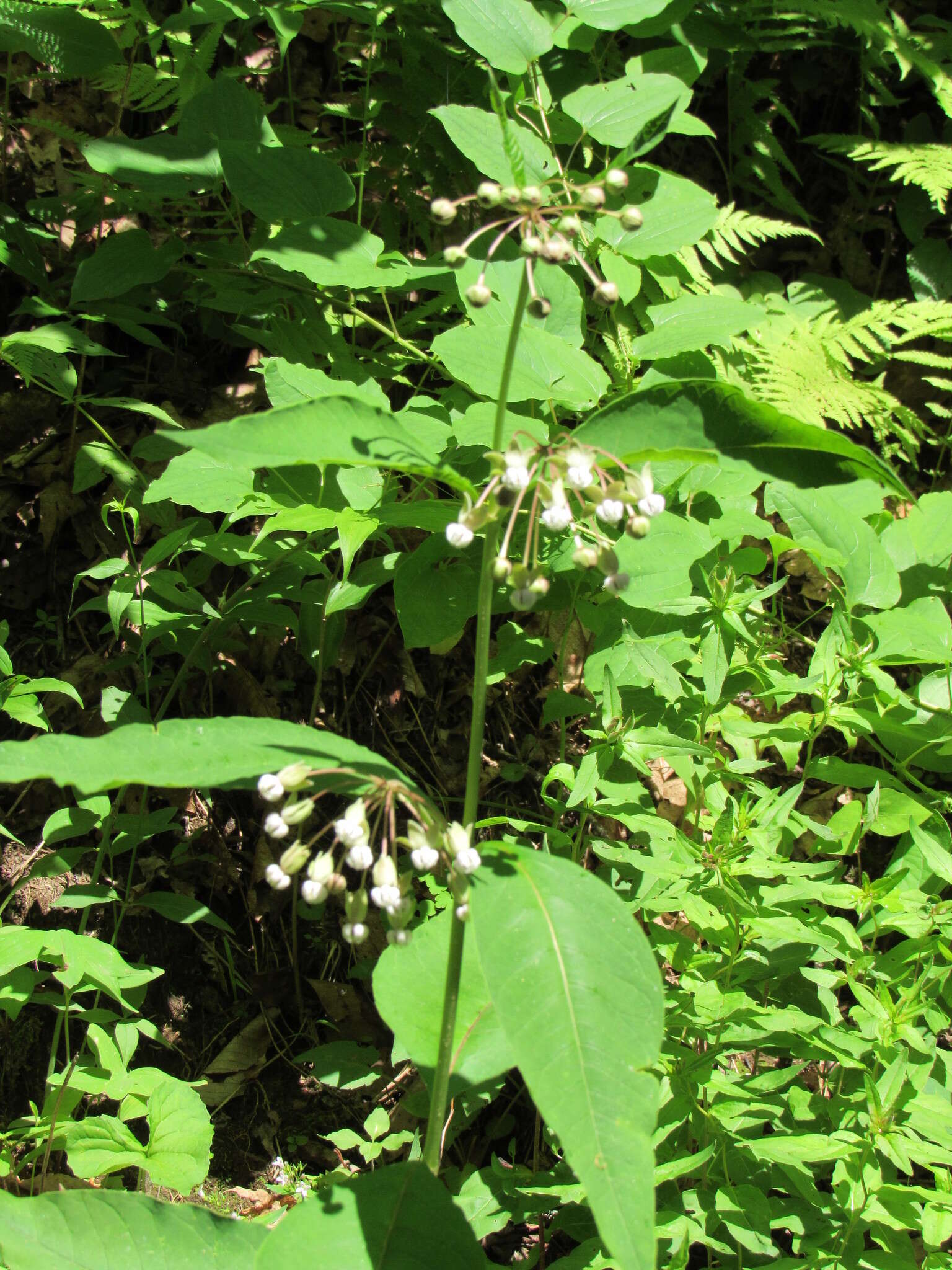 Image of poke milkweed