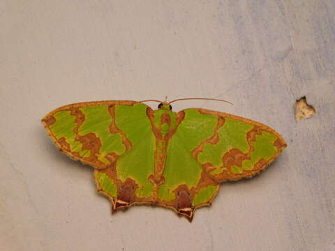 Image de Agathia hemithearia Guenée 1857