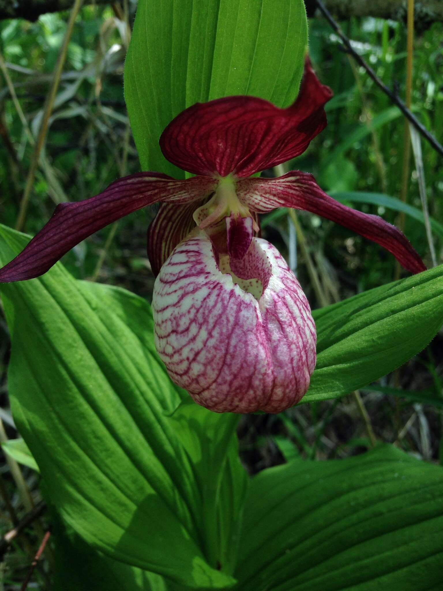 Image of Cypripedium ventricosum Sw.