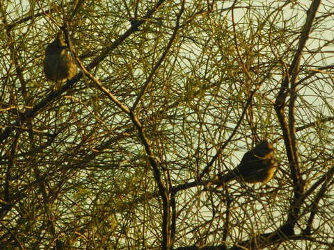 Image of Chirruping Wedgebill