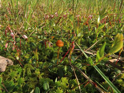 Image of Galerina paludosa (Fr.) Kühner 1935