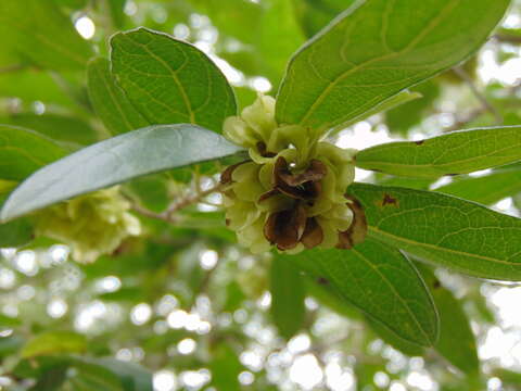 Image de Neopringlea integrifolia (Hemsl.) S. Wats.