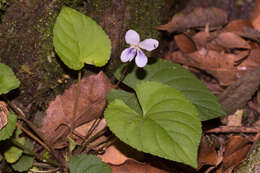 Image of Viola shinchikuensis Yamam.