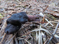 Plancia ëd Gyromitra longipes Harmaja 1979