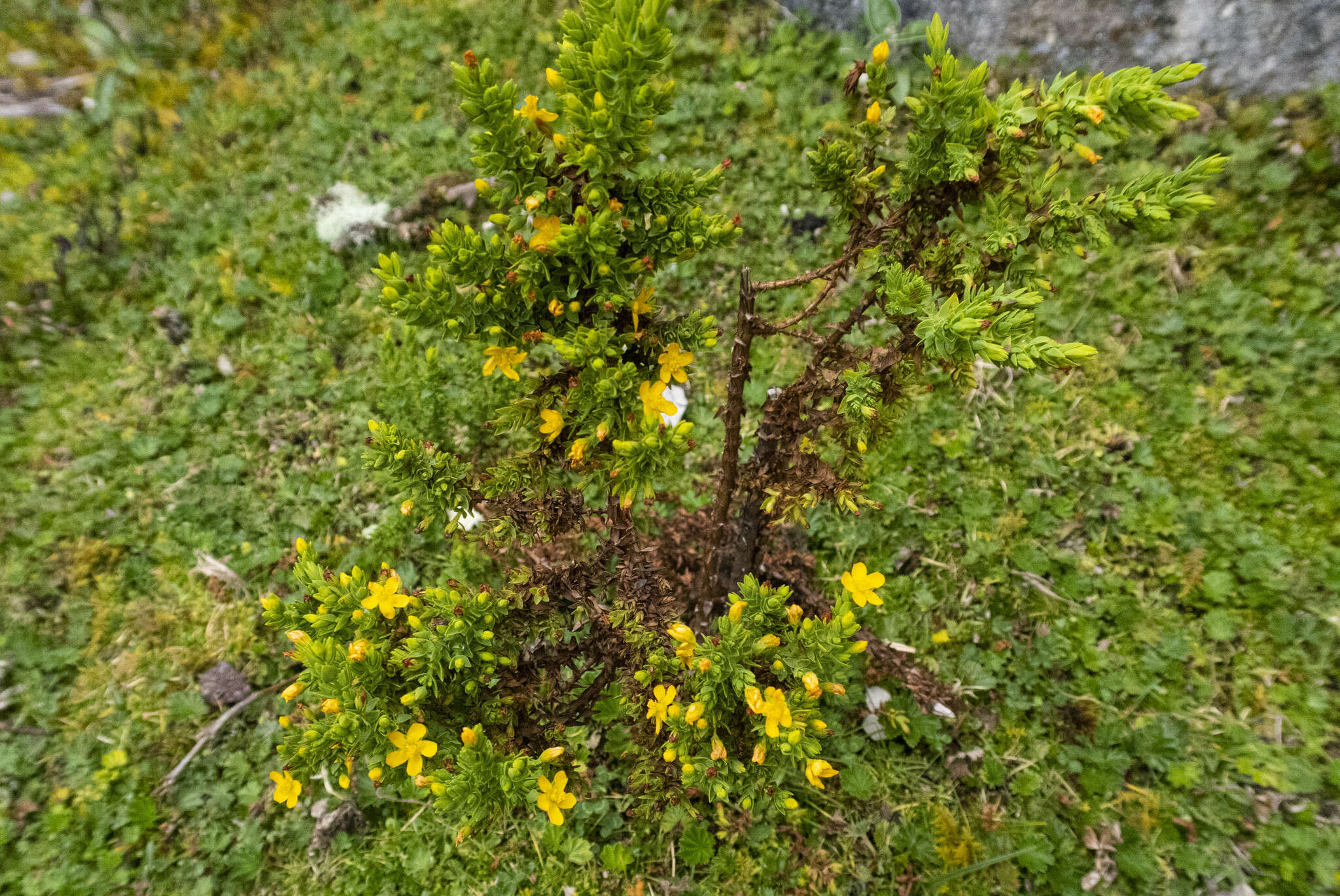 Image of Hypericum quitense R. Keller