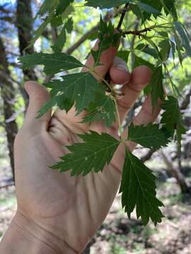 Acer glabrum var. neomexicanum (Greene) Kearney & Peebles resmi