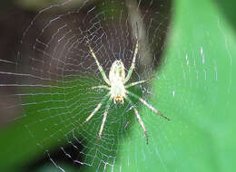 Image of Mangora maculata (Keyserling 1865)