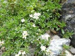 Image of Galium cometerhizon Lapeyr.