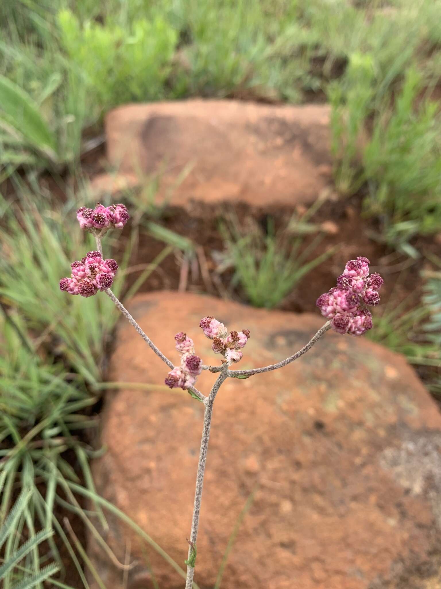 Слика од Helichrysum calocephalum Klatt