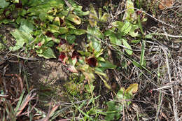 Image of Satyrium pumilum Thunb.