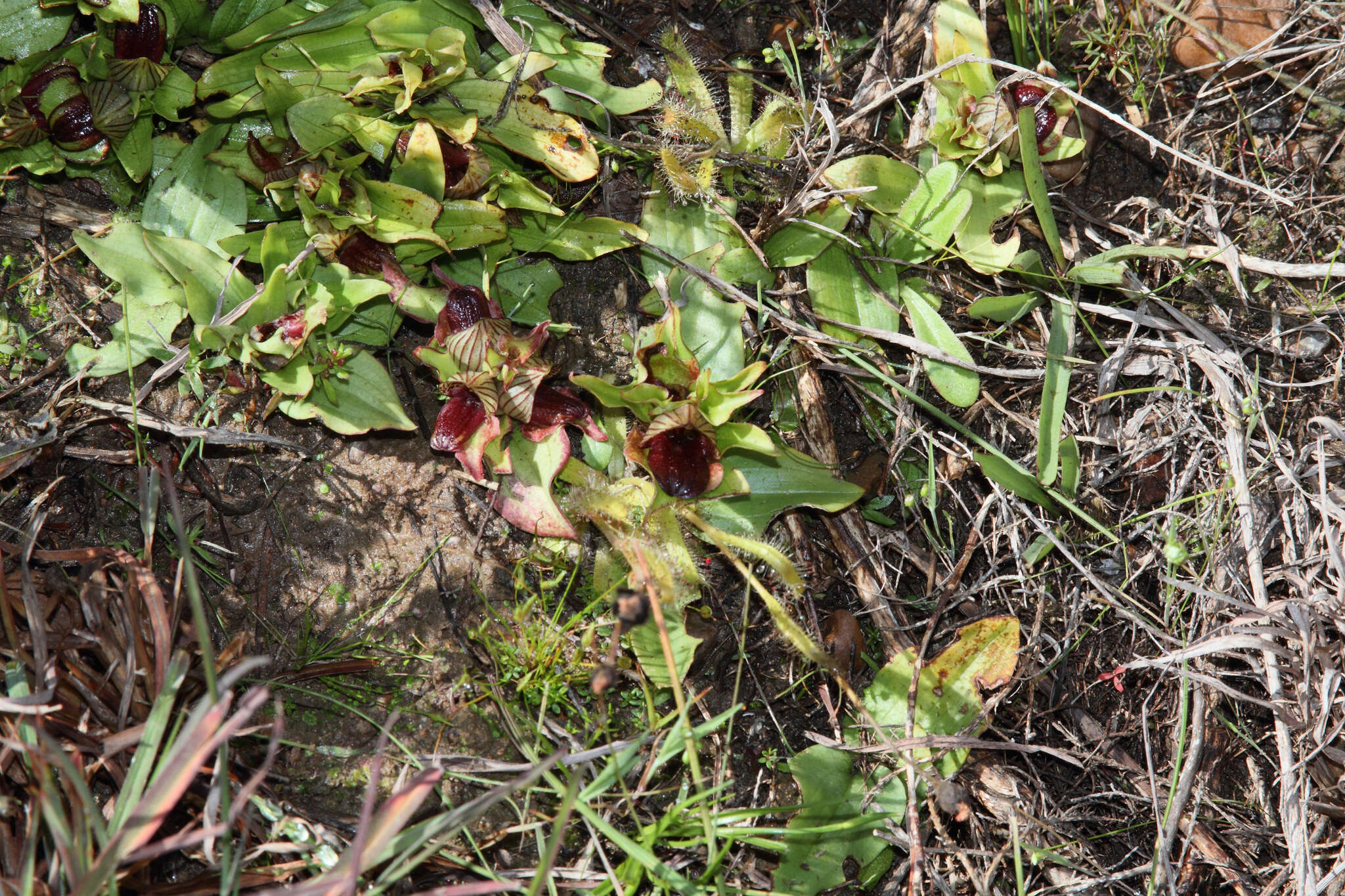 صورة Satyrium pumilum Thunb.