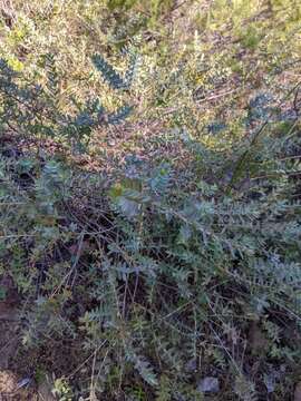 Image of Darwinia citriodora (Endl.) Benth.