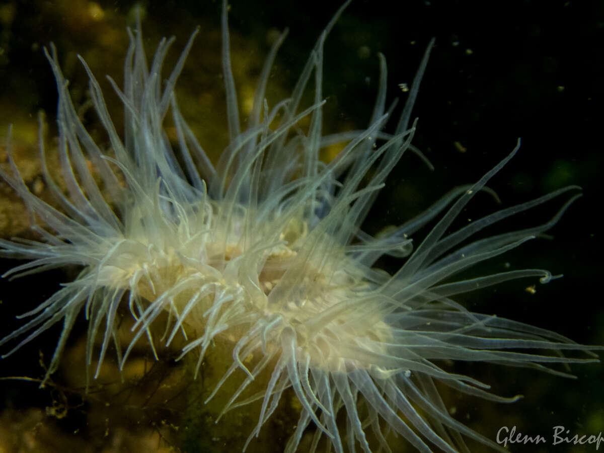 Image of small snakelocks anemone