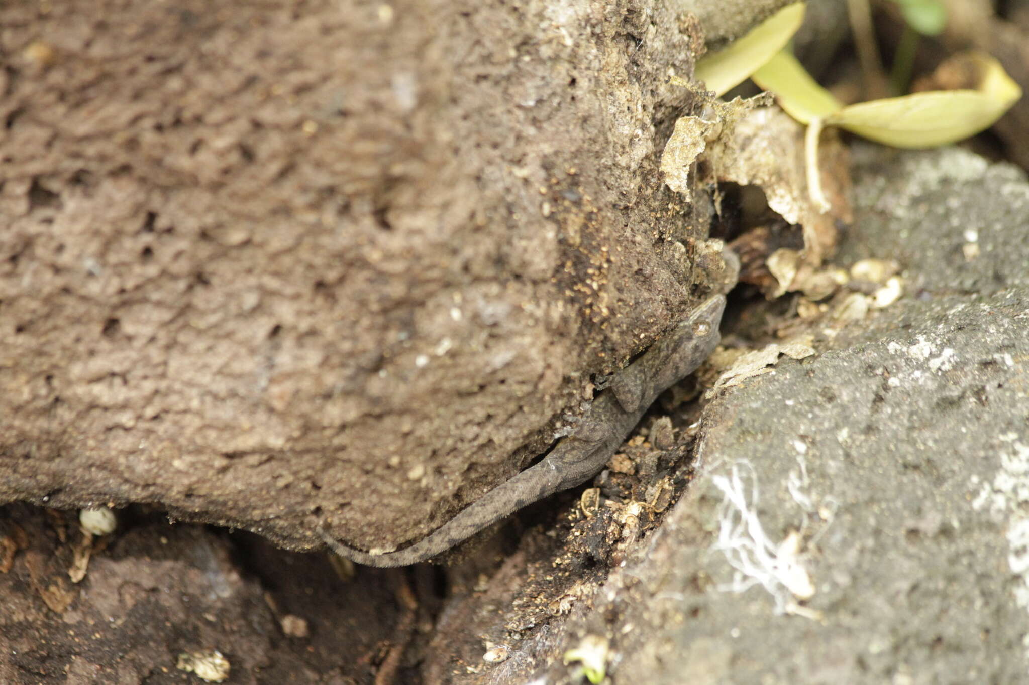 Image of Gilbert's Leaf-toed Gecko