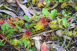 Image of Grevillea bedggoodiana J. H. Willis ex Mc Gill.