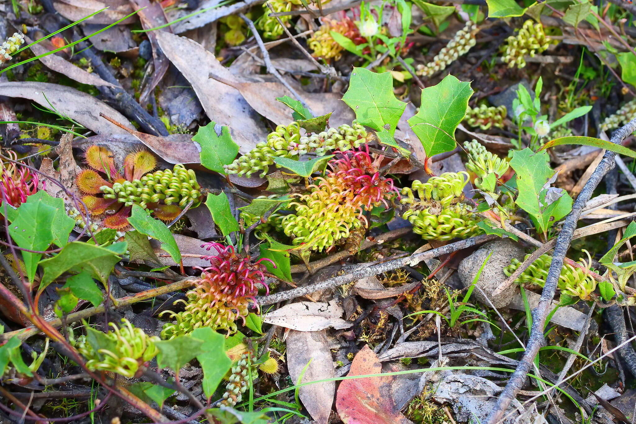 Image of Grevillea bedggoodiana J. H. Willis ex Mc Gill.