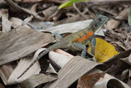 Agama mucosoensis Hellmich 1957 resmi