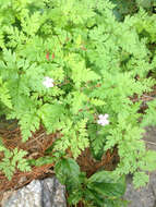 Image of Herb-Robert