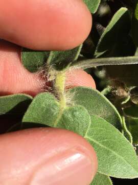 Image of whitehair manzanita