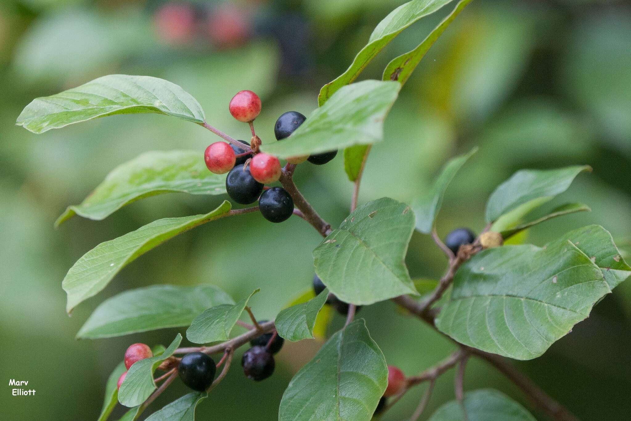 Image of Alder Buckthorn