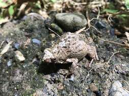 Image of Tungara Frog