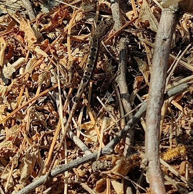 Image of palm leaf fan-throated lizard