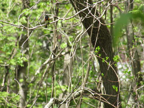 Image of American Redstart