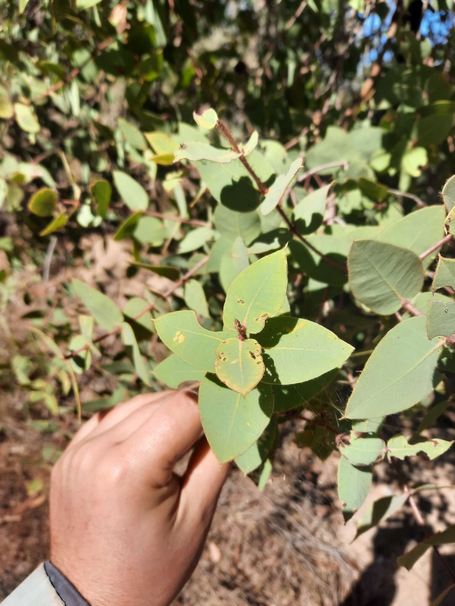 Image of Corymbia setosa (Schauer) K. D. Hill & L. A. S. Johnson