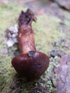 Plancia ëd Tricholoma transmutans (Peck) Sacc. 1887