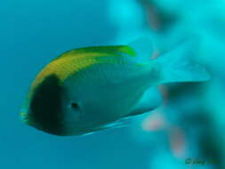 Image of Black-headed chromis