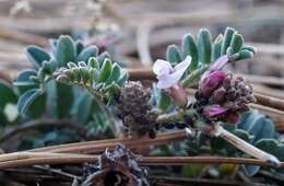 Image of copper mine milkvetch