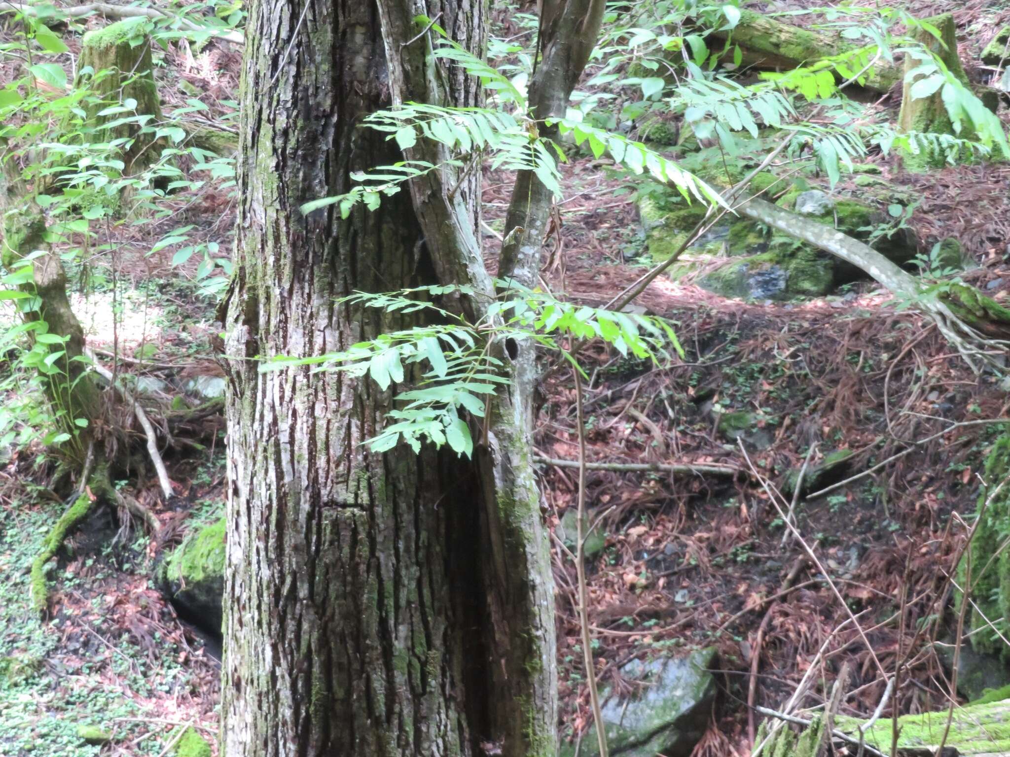 Plancia ëd Pterocarya rhoifolia Sieb. & Zucc.