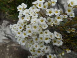 Слика од Saxifraga caesia L.