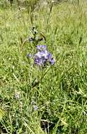 Слика од Polemonium occidentale subsp. occidentale