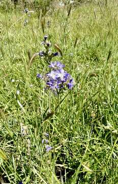 Слика од Polemonium occidentale subsp. occidentale