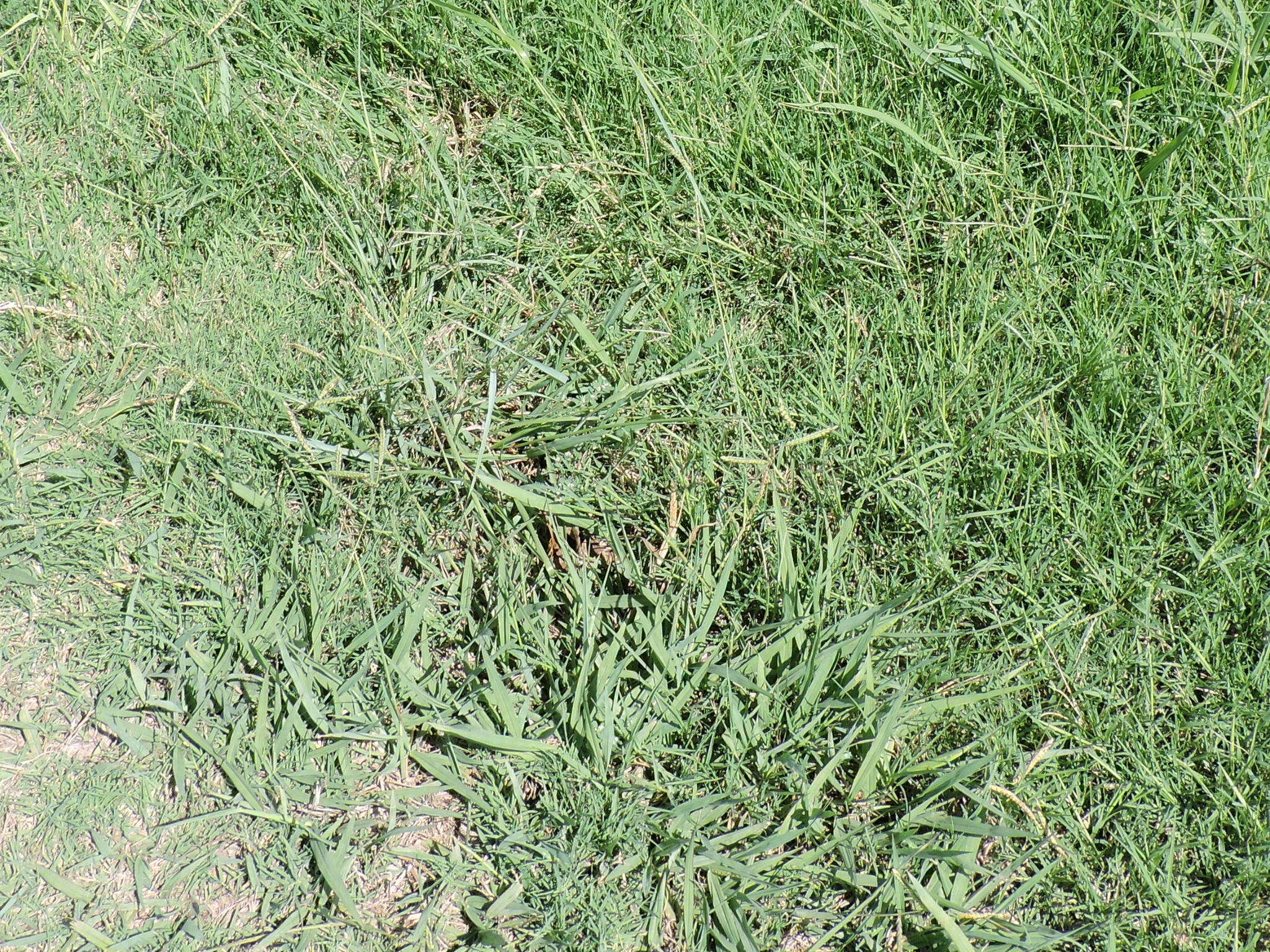 Image of White Fluff Grass