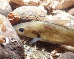Image of Pacific tomcod