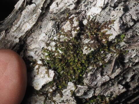 Image of Frullania catalinae A. Evans