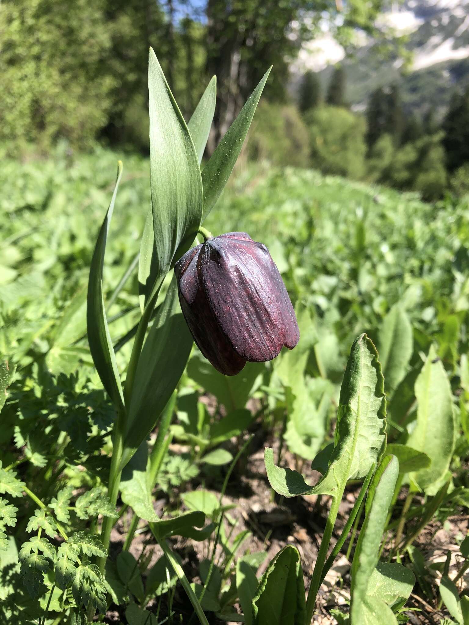 Image of Fritillaria latifolia Willd.