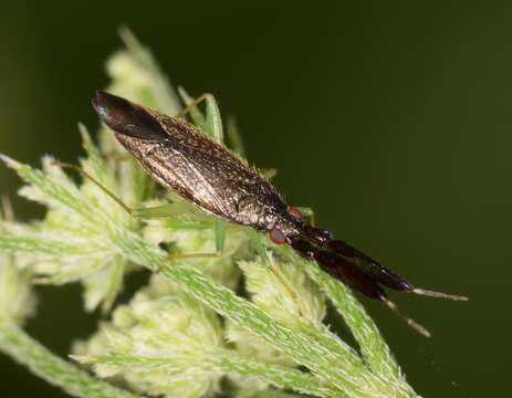 Image of Heterotoma merioptera (Scopoli 1763)