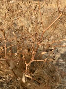 Image of Ferula orientalis L.